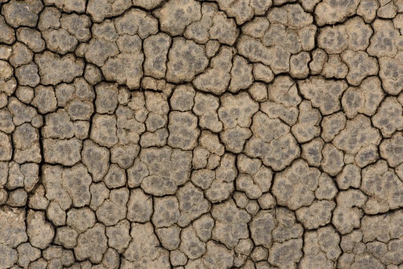 Close-up picture of an elephant's skin released by the University of Geneva