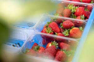 Strawberries harvested at the AppHarvest Somerset berry farm being packed for commercial shipments to top grocery store and retail chains. The farm produces WOW® Berries for Mastronardi Produce.