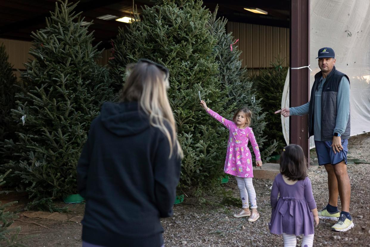 Bo Hodge and his daughter, Harper, 6, show his wife Tatum and niece Fallon Hemmelgarn, 2, the tallest Christmas tree they could find at Jack's Creek Farms on Monday, Nov. 22, 2021 in Bishop.