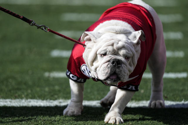 Uga XI, a puppy named Boom, was introduced at the Georgia spring game