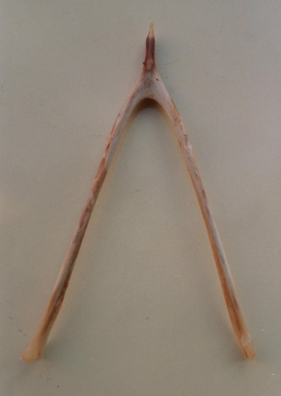 A turkey wishbone.