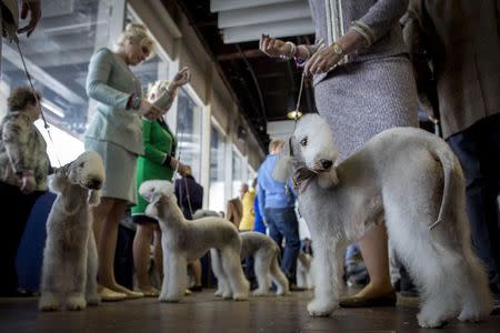 Bedlington Terriers line up for judging during the 139th Westminster Kennel Club's Dog Show in Manhattan, New York February 17, 2015. REUTERS/Brendan McDermid