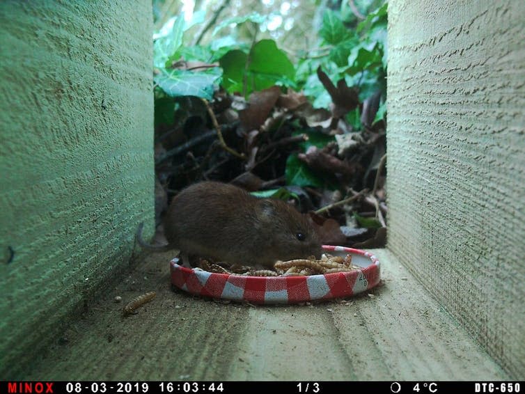 <span class="caption">A small bank vole (<em>Myodes glareolus</em>) captured by a modified camera trap.</span> <span class="attribution"><span class="source">Roland Ascroft</span>, <a class="link " href="http://creativecommons.org/licenses/by-sa/4.0/" rel="nofollow noopener" target="_blank" data-ylk="slk:CC BY-SA;elm:context_link;itc:0;sec:content-canvas">CC BY-SA</a></span>