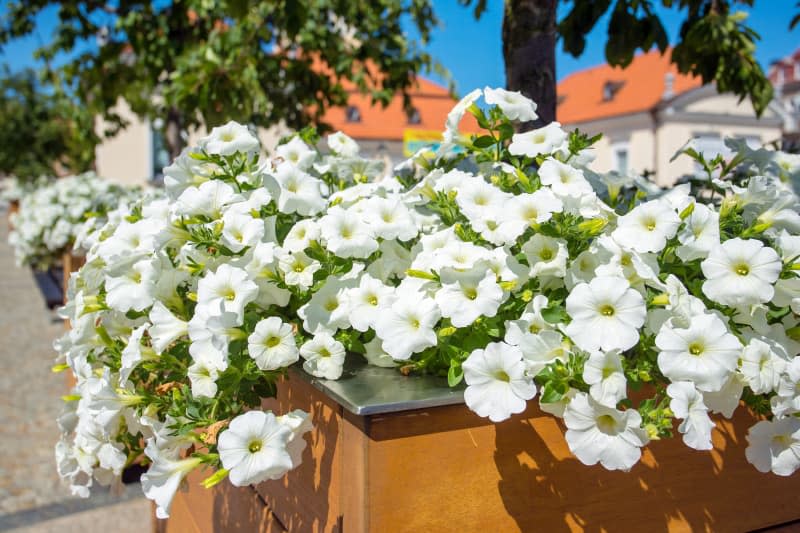 White petunias in a large planter box