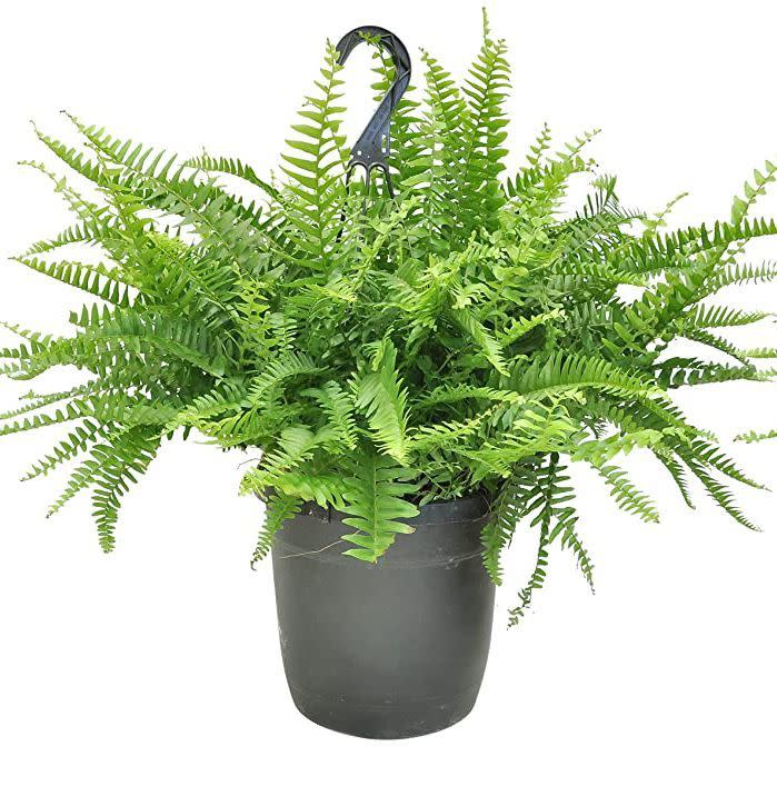 Boston Fern Hanging Basket