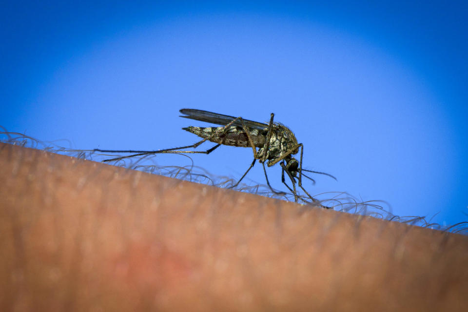 Common mosquito / Common house mosquito. (Arterra / Universal Images Group via Getty Images)