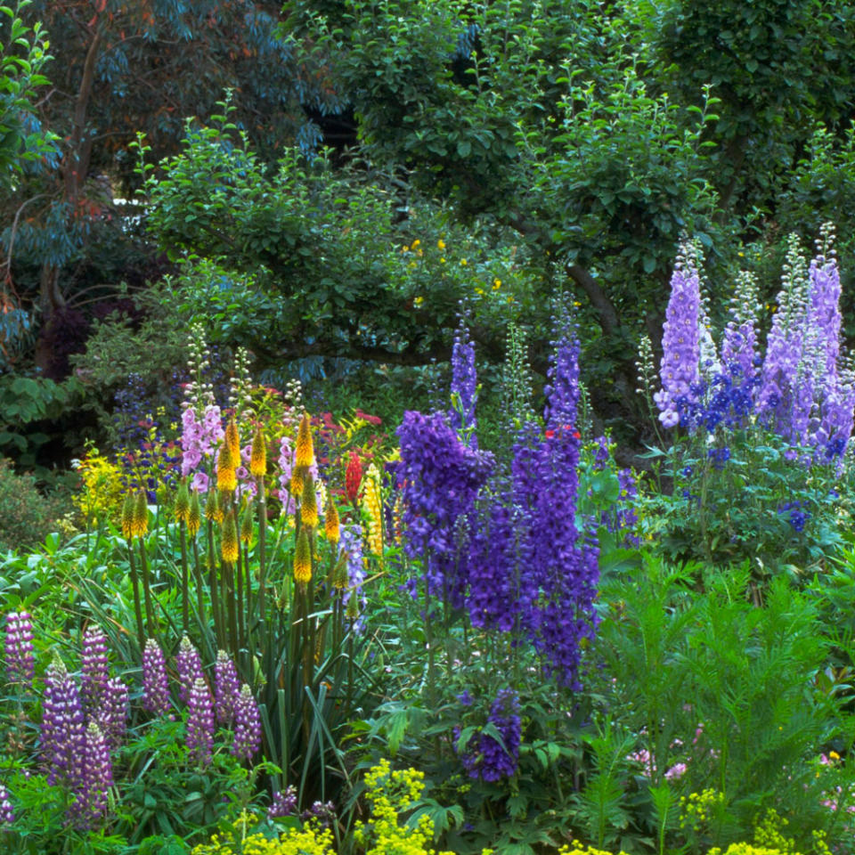 Fill borders with delphiniums