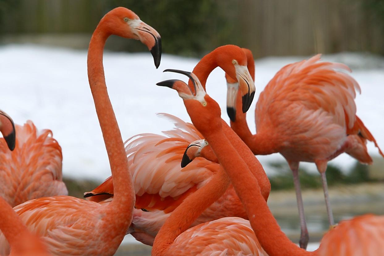 Flamingos enjoy some fun in the heated pool at the National Zoo's flamingo habitat.