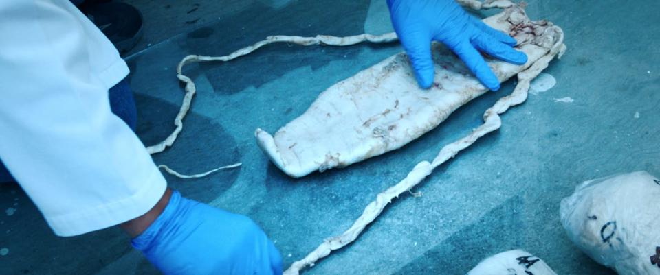 <div class="inline-image__caption"><p>Confiscated fresh totoaba swim bladder at a Mexican police station.</p></div> <div class="inline-image__credit">National Geographic</div>