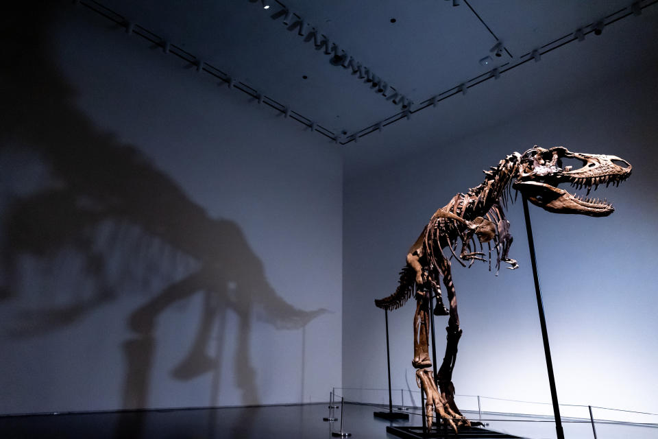 A Gorgosaurus dinosaur skeleton, the first to be offered at auction, at Sotheby's New York, Tuesday, July 5, 2022, in New York. (AP Photo/Julia Nikhinson)