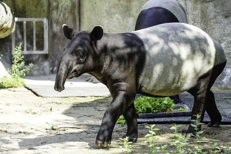 ▲北市動物園中的馬來貘「貘克」死亡，死因疑為熱衰竭。（示意圖／臺北市立動物園授權提供） 