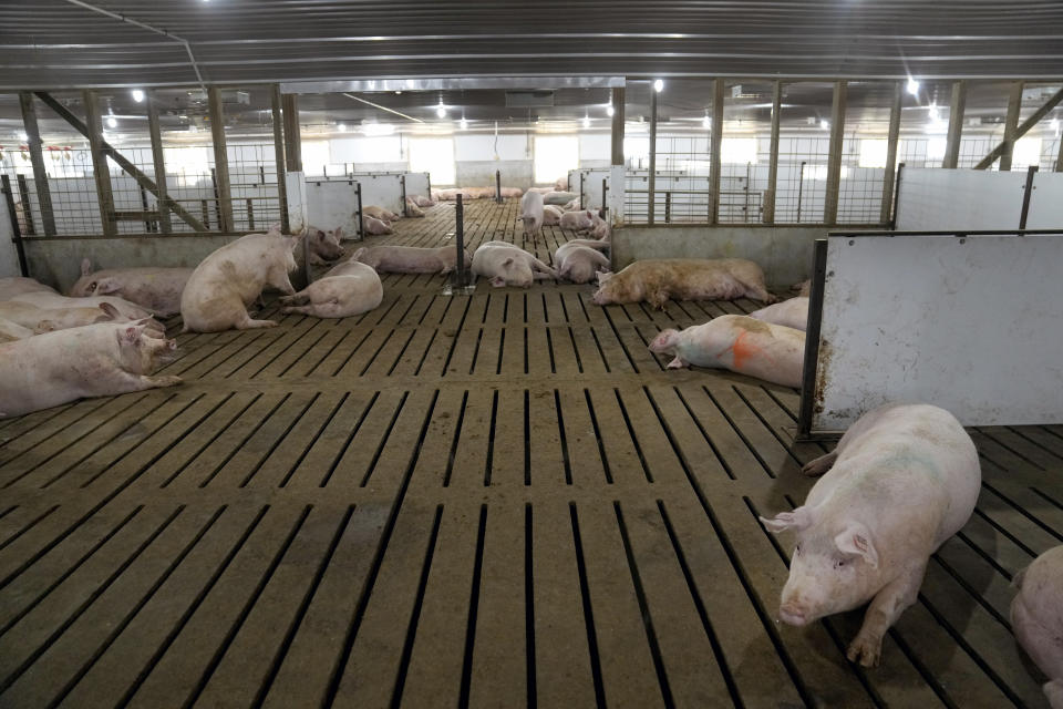 Sows have room to roam in a gestation area, where they spend most of their life, Thursday, June 29, 2023, on farm run by Jared Schilling in Walsh, Ill. Schilling has made his farm compliant with a California law, taking effect on July 1, that gets breeding pigs out of narrow cages and requires any fresh pork sold in the state be born to sows that were given at least 24 square feet of space each. (AP Photo/Jeff Roberson)