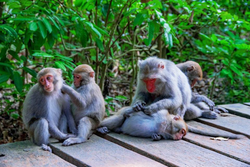 台灣獼猴已不列保育類動物，但仍受野生動物保育法保護。（圖：民眾提供）