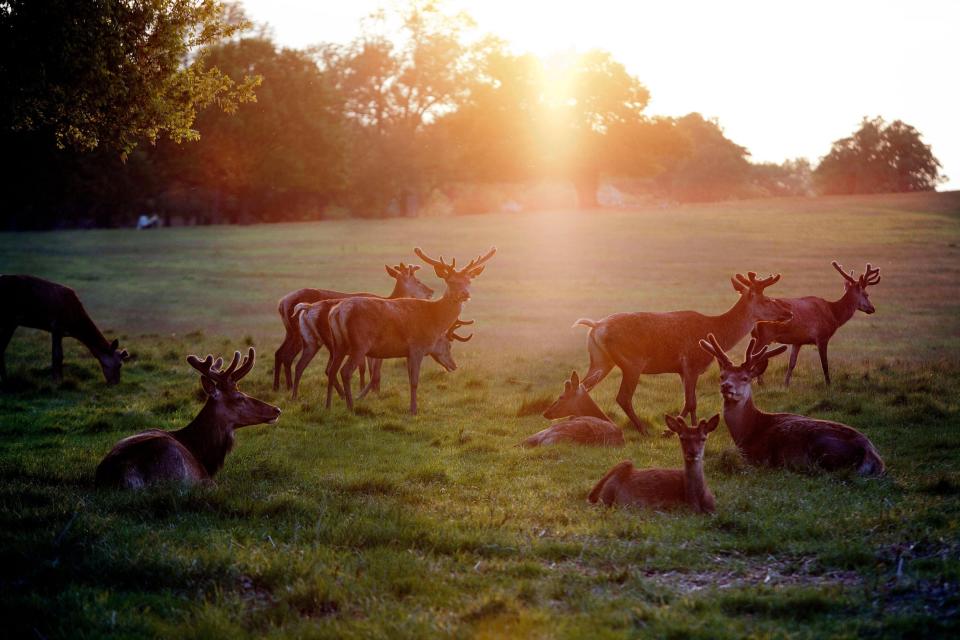 <p>A spokesperson for Richmond park said the deer ‘do not require feeding’</p>Alamy Stock Photo