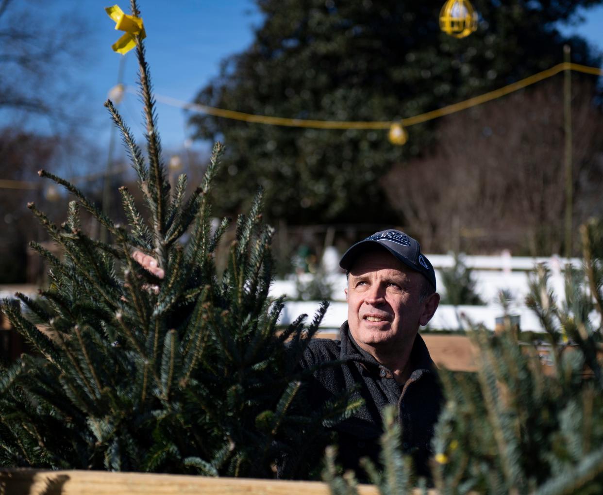 Donald Kidd, of Pennsylvania , looks through the available trees for sale at Mystic Farm, in Greenville, ,Monday, November 30, 2021. 