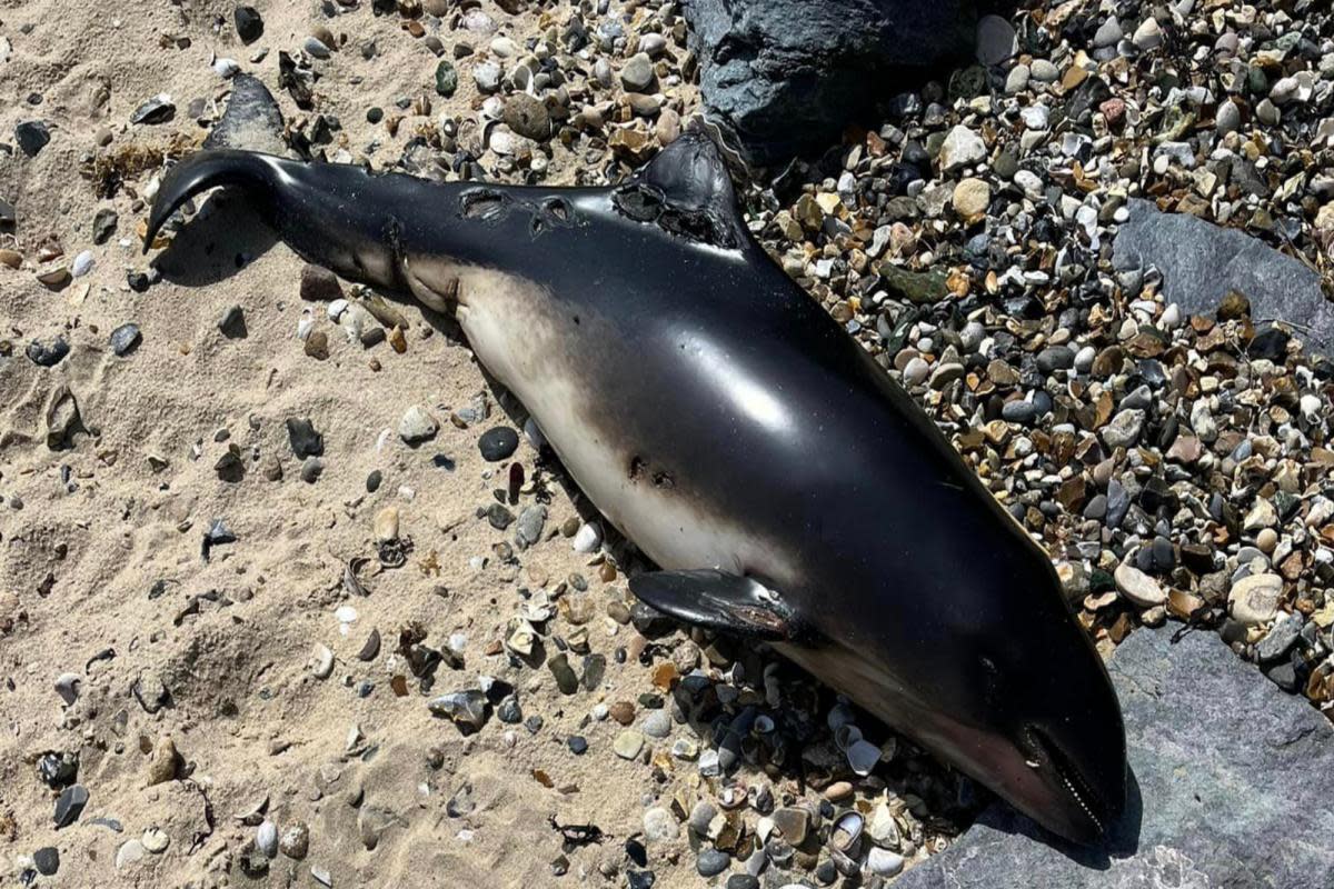 A dead porpoise washed up at Shotley beach <i>(Image: Shane Wyatt)</i>