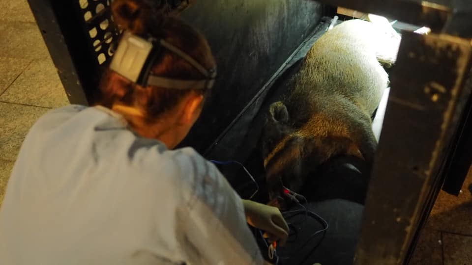 獸醫為雄性野豬進行微創絕育手術。（香港野豬關注組圖片）