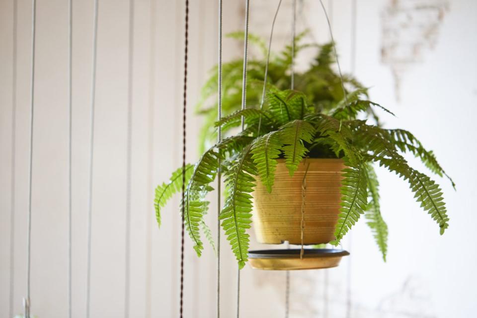 indoor hanging plants boston fern