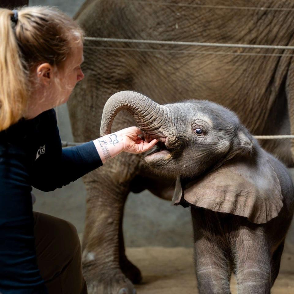 A Toledo Zoo staff member is pictured feeding the zoo's new African elephant calf, who was born Feb. 17.