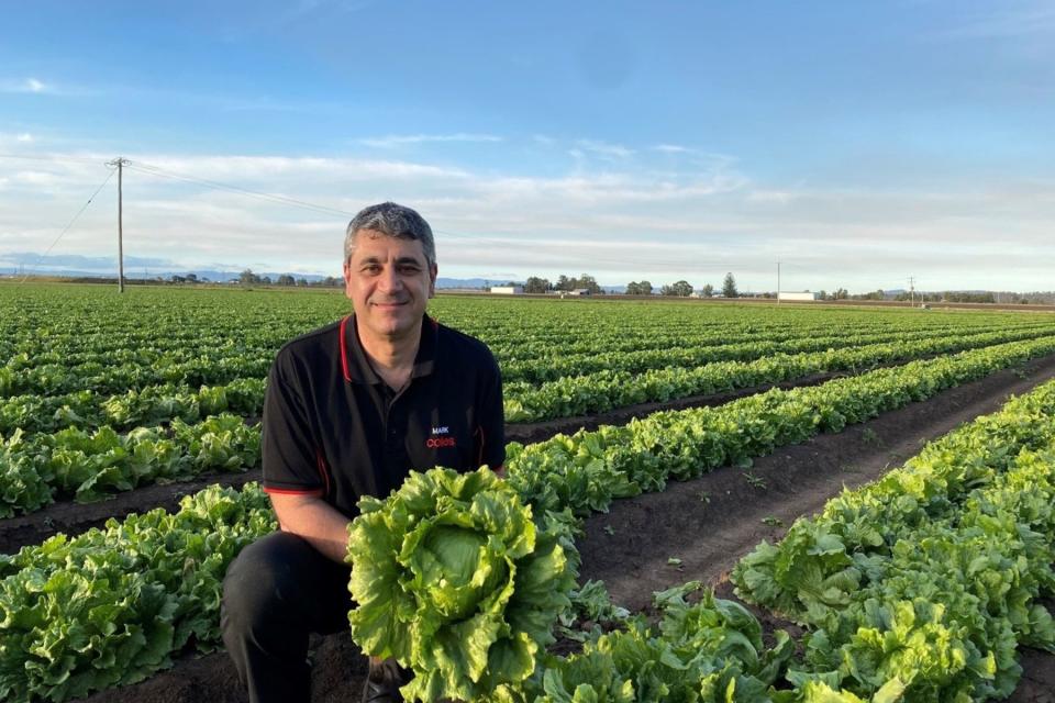 Coles supermarket's Mark Aquilina holds lettuce on a Queensland lettuce farm