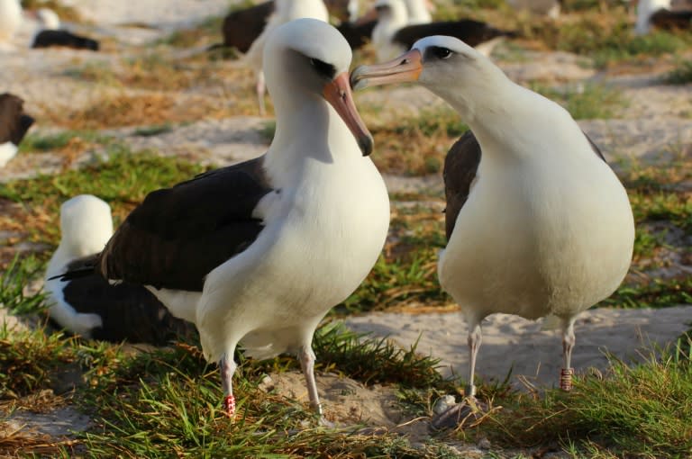 Wisdom (L), 65, a Laysan albatross was first tagged in 1956 and has raised at least 36 chicks since then