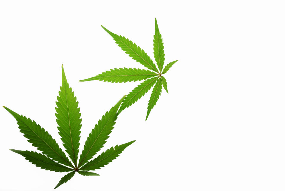 Two marijuana leaves on a white background.