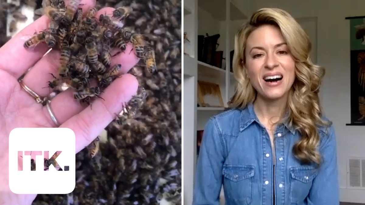 Tiktok S Viral Beekeeper Responds To Your Faqs