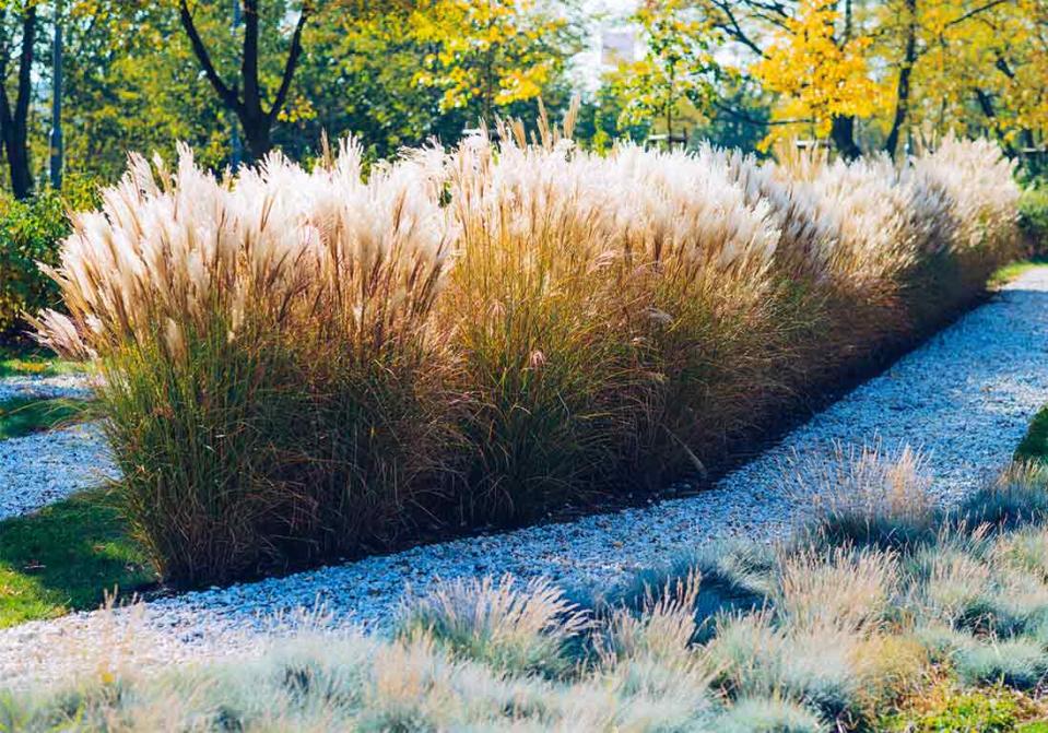 Allée magique de miscanthus