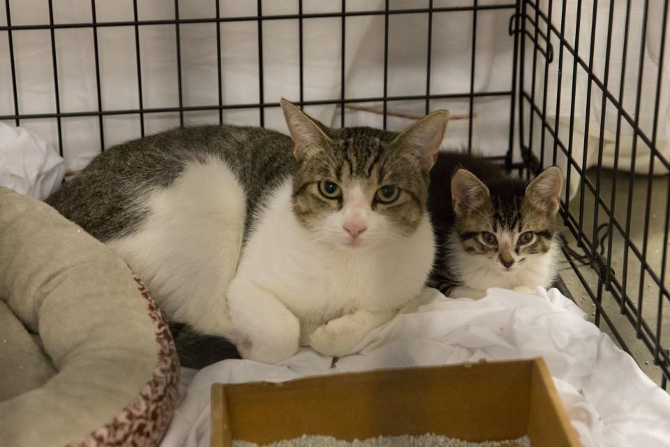 Pets belonging to evacuees sit in a crate at the Delco Center in east Austin, Sunday, August 27, 2017. The Red Cross says, if needed, they are prepared to handle 350 people in the Delco Center. As of Sunday afternoon, a total of 24 dogs, 20 cats, and 5 birds have been registered and volunteers from the Austin Animal Center say they can handle approximately 20 more animals depending on size. Tropical Storm Harvey lashed central Texas with torrential rains on Sunday, unleashing 'catastrophic' floods after the megastorm -- the most powerful to hit the United States since 2005 -- left a deadly trail of devastation along the Gulf Coast. / AFP PHOTO / SUZANNE CORDEIRO        (Photo credit should read SUZANNE CORDEIRO/AFP/Getty Images)