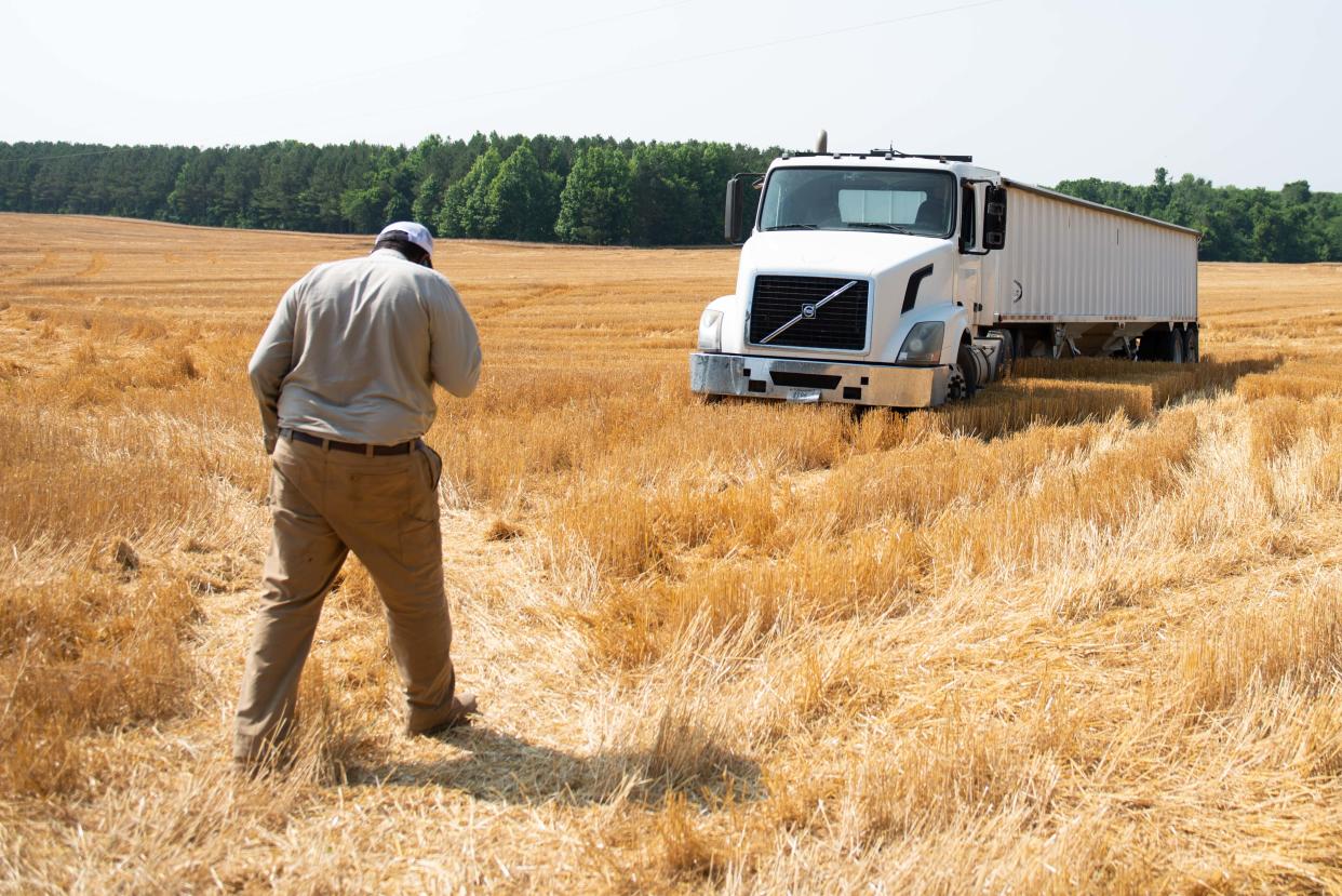 Farmer Marvin Sanderlin walks in his family's wheat farm on Friday, Jun. 9, 2023.