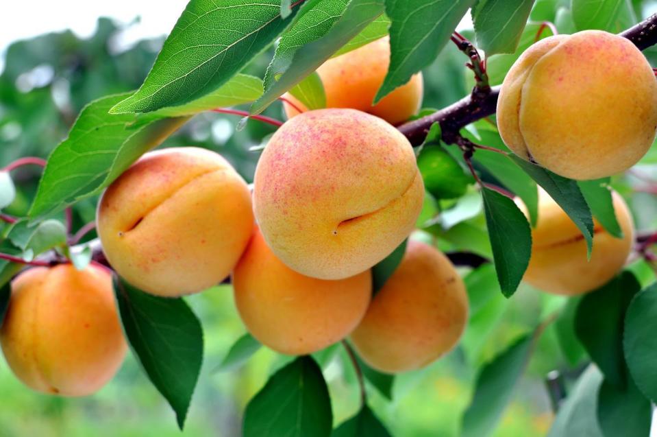 Apricots