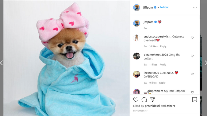 @jiffpom Instagram