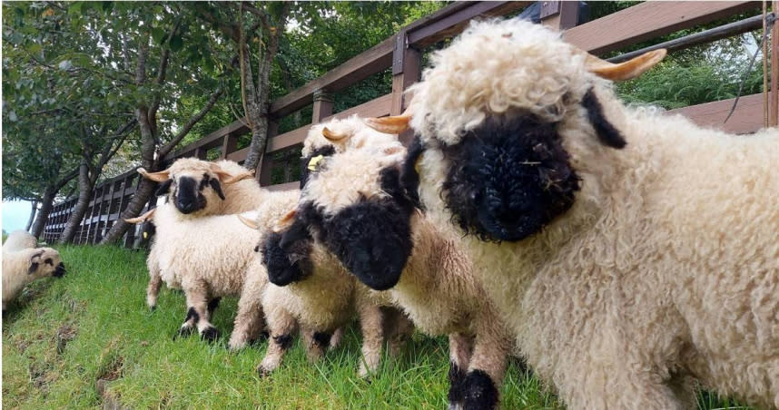 清境農場以30萬元的價格，公開標售一頭1歲多的瓦萊黑鼻公羊。（圖／翻攝自清境農場臉書）