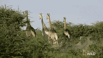 Giraffes running