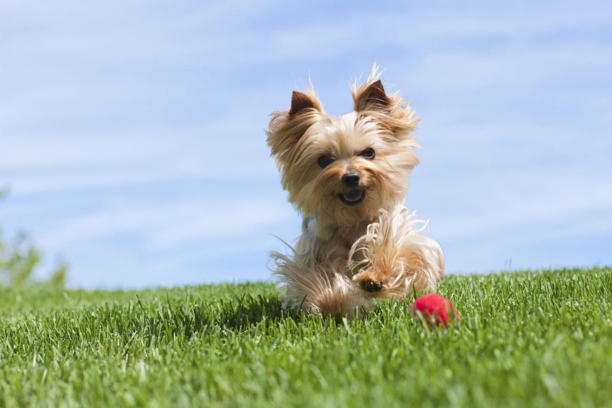 A tan Yorkshire Terrier running in the grass towards a red ball, facing the camera, with the bright blue sky on a sunny day in the background