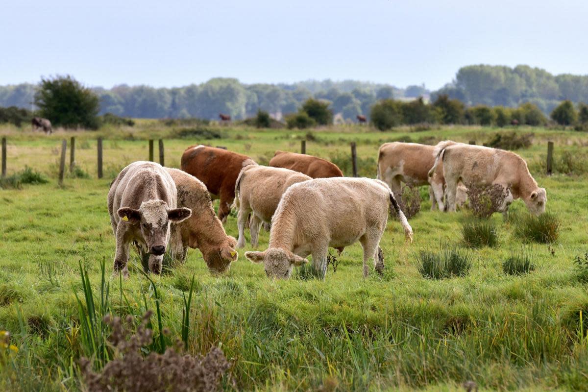 A vaccine has been approved in the Netherlands to protect farm livestock against the bluetongue virus <i>(Image: Newsquest)</i>