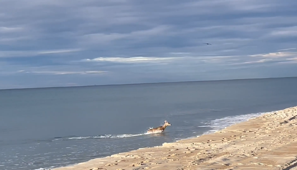 A deer was spotted swimming in the Atlantic Ocean off North Carolina’s Crystal Coast, police say.