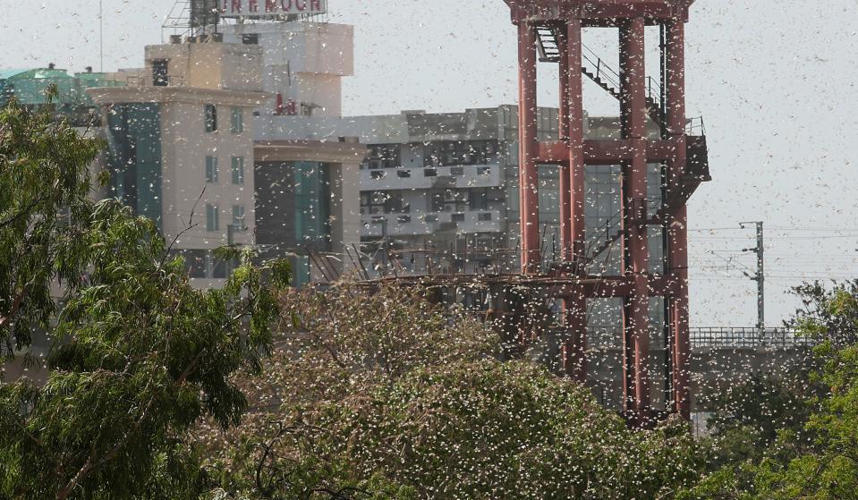 JAIPUR, INDIA - MAY 25: A swarm of locusts around apartments near the Railway Station on May 25, 2020 in Jaipur, India. The Food and Agricultural Organization of the United Nations in its latest locust bulletin on May 21 said the insects spring breeding has continued in Iran and southwest Pakistan and that they will be moving to the India-Pakistan border till at least early July. Already 38,308 hectares in 22 out of 33 districts of Rajasthan are under locust attack, according to the state government. They have reached as far as Madhya Pradesh and Uttar Pradesh, after entering from Pakistan in April. (Photo by Himanshu Vyas/Hindustan Times via Getty Images)