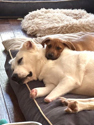 <p>Courtesy Karen Amos</p> Sudi the dog cuddling with a foster puppy at her foster home in Virginia