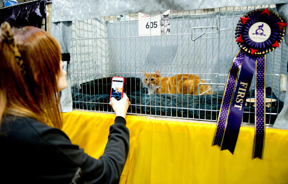 <p>Teddy, a Red and White Classic Tabby Cat participates in the GCCF Supreme Cat Show at National Exhibition Centre on October 28, 2017 in Birmingham, England. (Photo: Shirlaine Forrest/WireImage) </p>