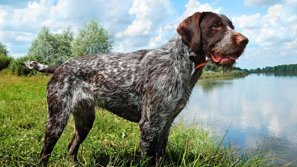 German Wirehaired Pointer dog