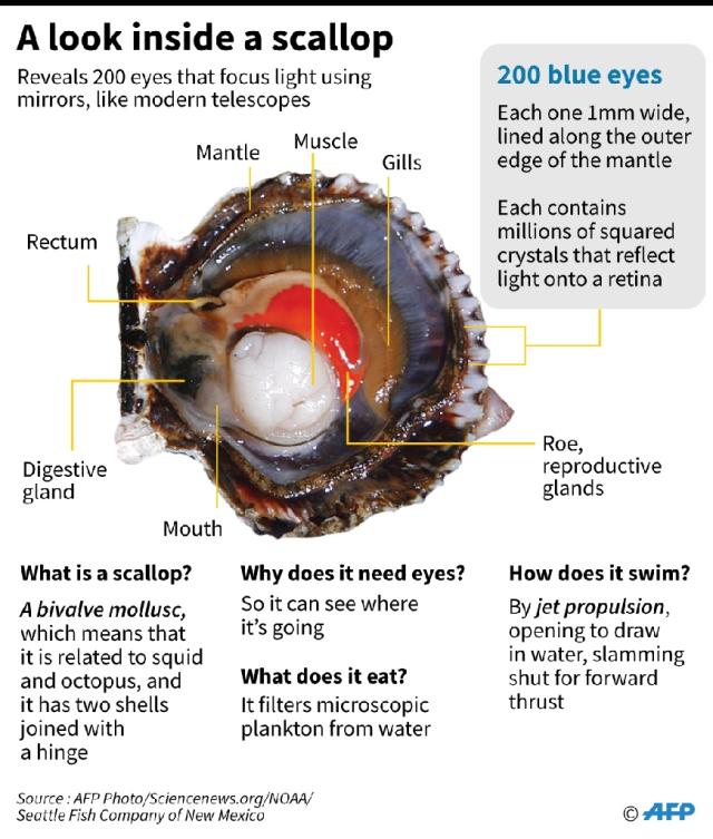 scallop anatomy