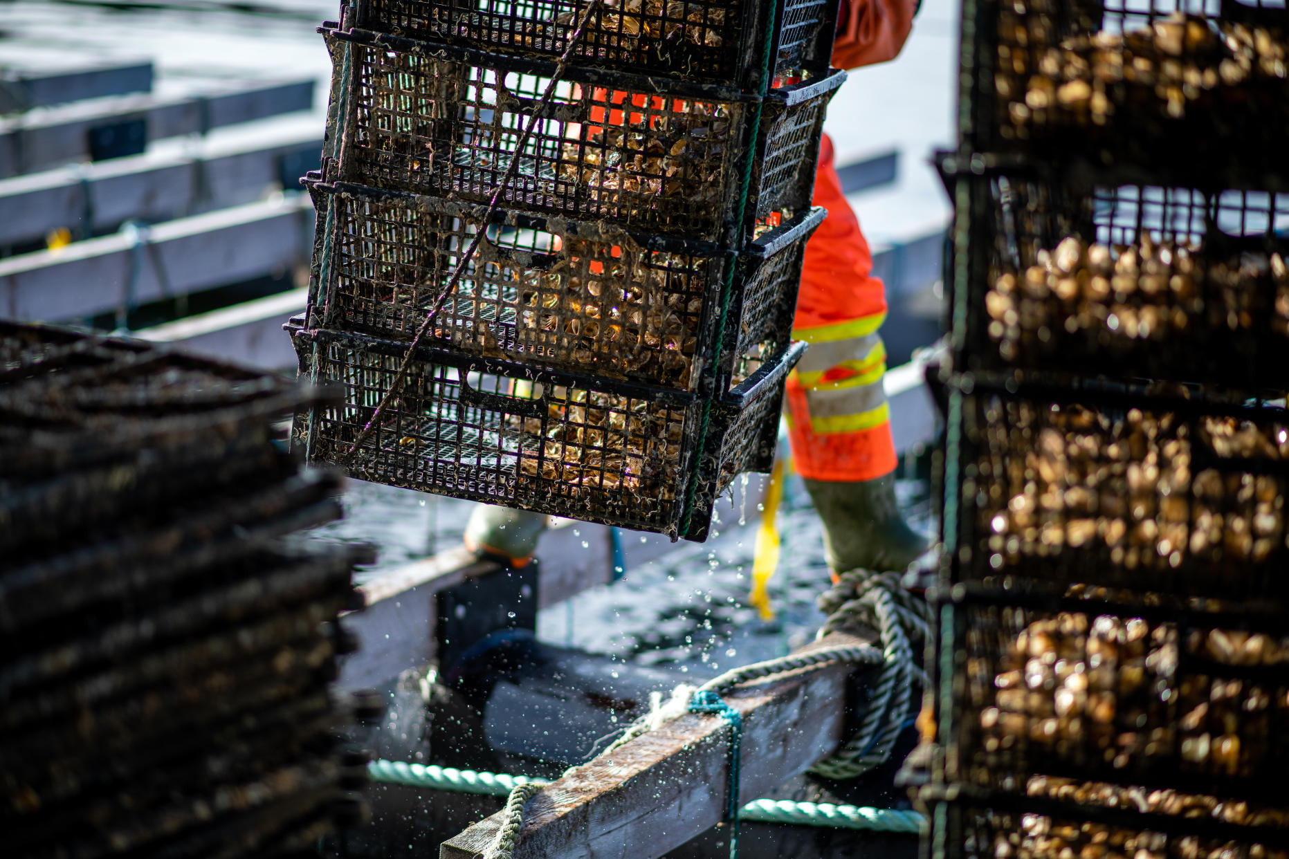 A worker removes a stack of oyster baskets during harvest. Photographer: James MacDonald/Bloomberg