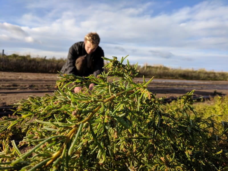 Yanik Nyberg, founder and director of Seawater Solutions, plants a sea aster seedling in a field irrigated by sea water, an experimental farming technique designed to reduce freshwater consumption, near Turnberry in Ayreshire