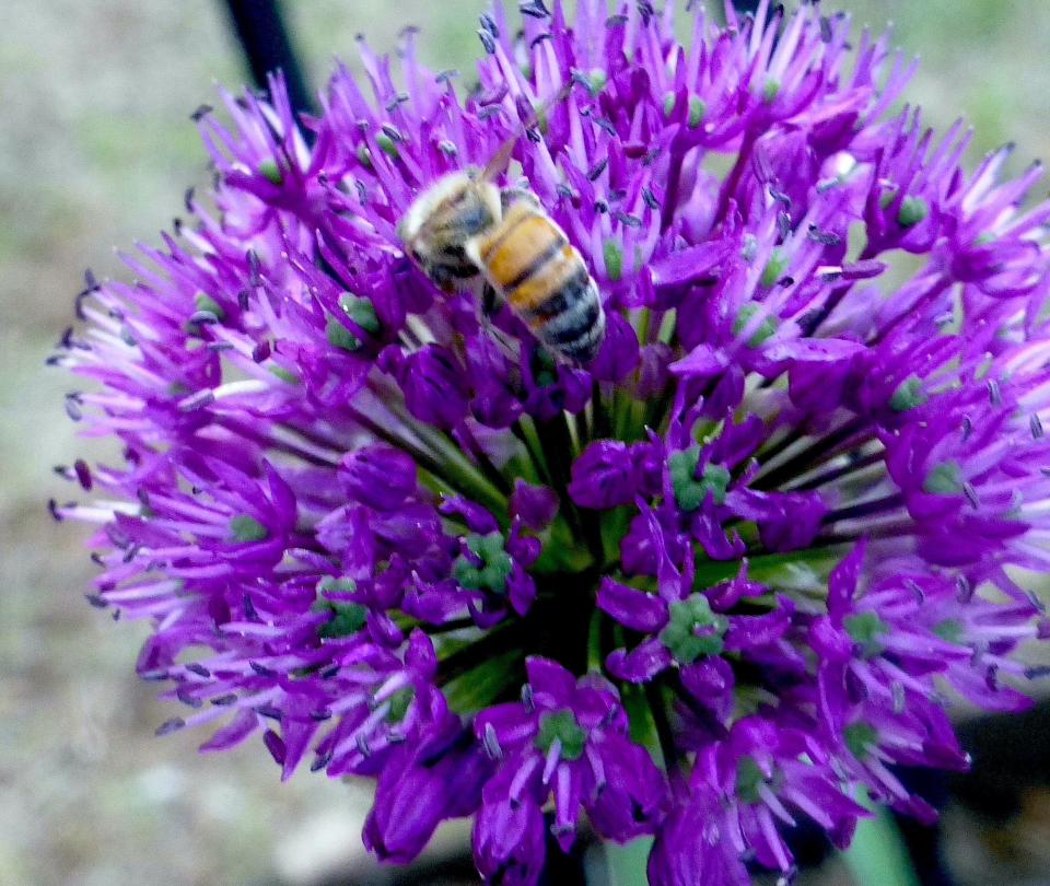 A worker honey bee forages for nectar on the florets of a ‘Purple Sensation’ ornamental Allium. As the worker bee collects nectar, she is pollinating the flower for next year’s seed crop.