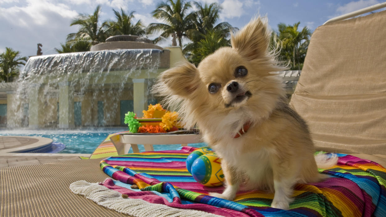 Chihuahua on mexican blanket