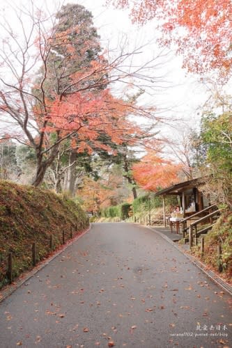 【右上就愛日本旅遊】【日本東北-岩手】東北賞楓疾行（D8-3）中尊寺金色