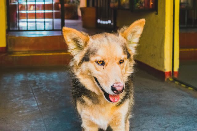 <p>Getty Images/William Zinn</p> Sulimov dogs are eager to please.