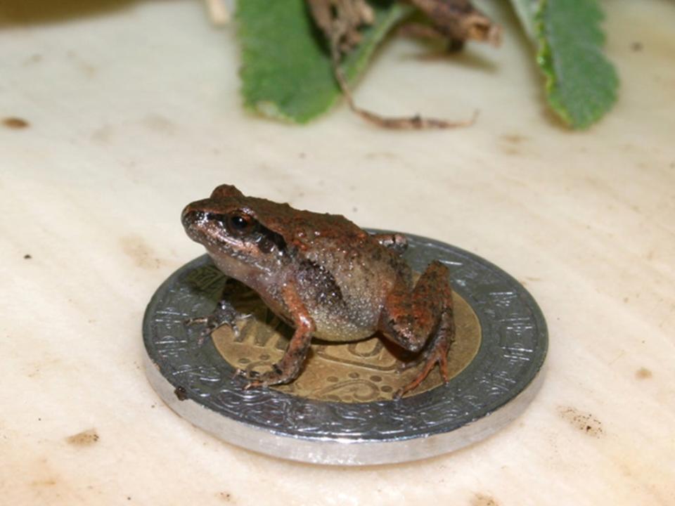 “C Cueyatl” sobre una moneda de 5 pesos, la cual tiene un diámetro de 28 milímetros (Jeffrey Streicher/Natural History Museum)