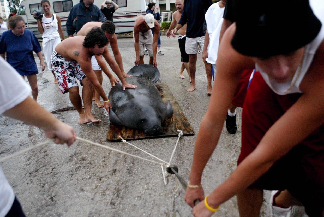 People on Fort Myers Beach drag a manatee down Estero Boulevard after it was stranded out of water after Hurricane Charley.